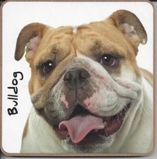 Bulldog Dog Coaster - Dog Lovers Gift Male Female NEW