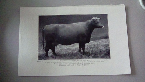 Lincs red shorthorn cow - lincs,