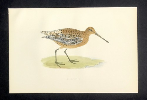 Brown snipe british birds 1891 - brown,