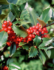 10 HOLE SEEDS "Ilex