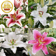 - Oriental Lily Summer Bulbs -