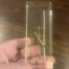 Insect  Taxidermy Stick Insect In Acrylic Resin 11cm x 4cm x 3cm