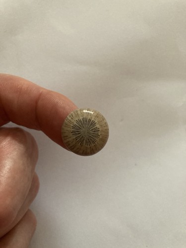 Fossil coral cabachon - coral,