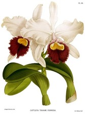 John Nugent Fitch -Cattleya