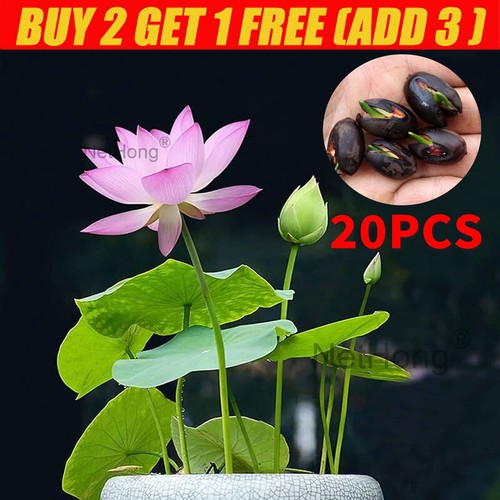 20pcs lotus seeds lily hybrid - lily,