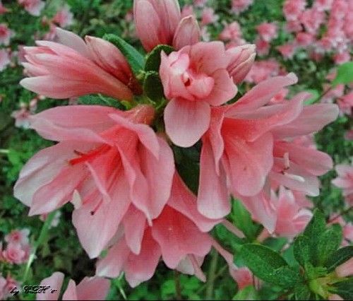 Japanese azalea anouka - japanese,
