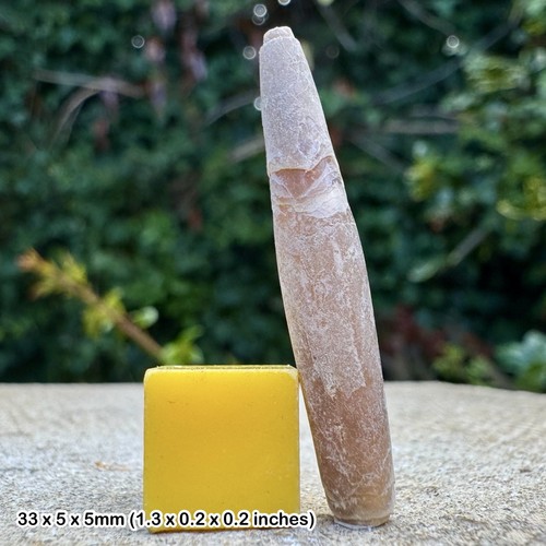 Fossil cretaceous belemnite - belemnite,