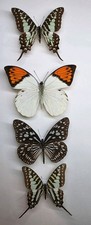 Real Butterfly Collection x 4