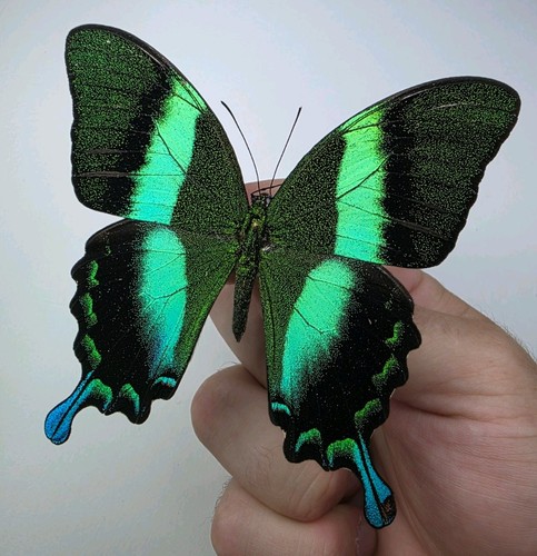 Papilio blumei set - papilio, a-