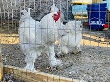 Isabella Brahma Hatching Eggs