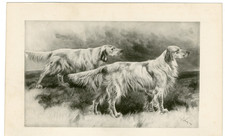 ENGLISH SETTER RARE 1893