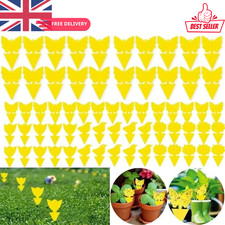 Fruit fly traps yellow fungus - fruit,