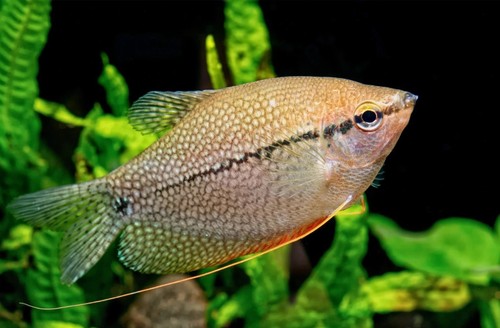Pearl gourami leeri live - leeri,