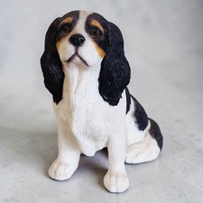 Tricolour cavalier king - tricolour,