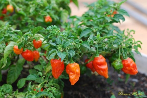 Bhut jolokia ghost pepper - ghost,