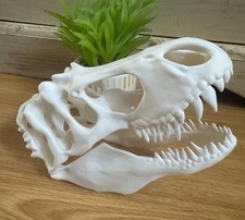 3D Printed T-Rex Dinosaur Skull Model 16cm