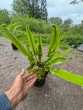 Woodland fern plant pot - plant, 2l