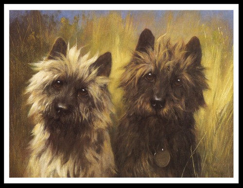Cairn terrier dogs head study - head,