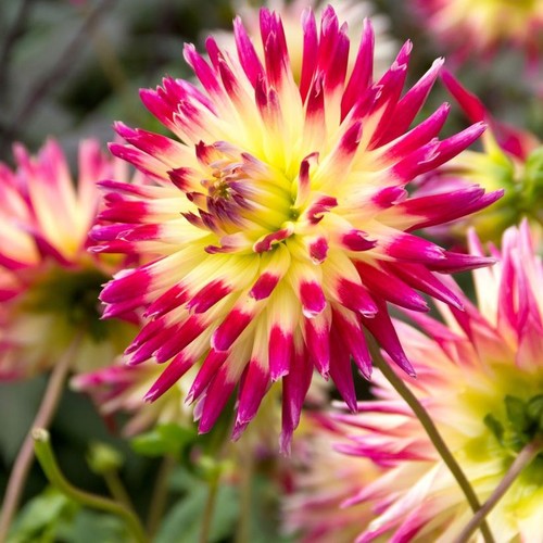 Cactus dahlia tahiti sunrise - tahiti,