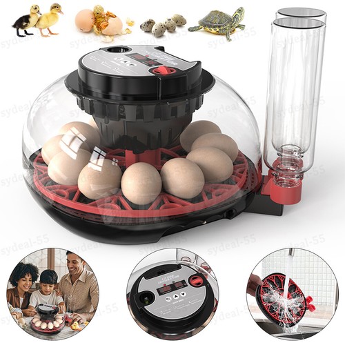 Hatching eggs egg - eggs, 12
