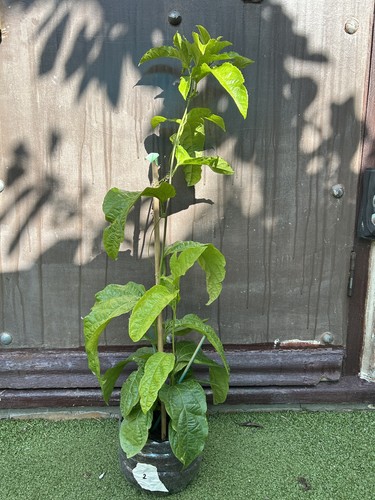 Fast growing inch purple - inch,,