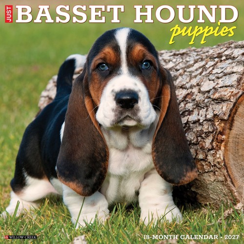 Basset hound puppies - hound,