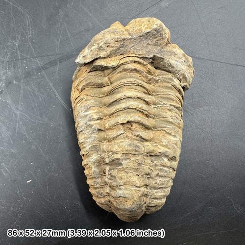 Diacalymene trilobite fossil - ,