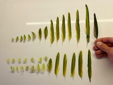 Ethically sourced natural