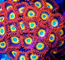 Blue Eyed Blonde ZOA coral frag 2 heads of Blondies on a frag plug