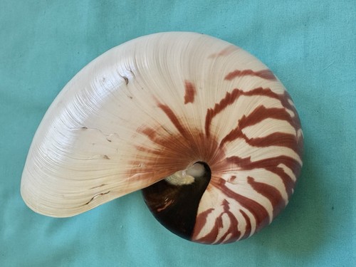 Sea shell nautilus - shell,