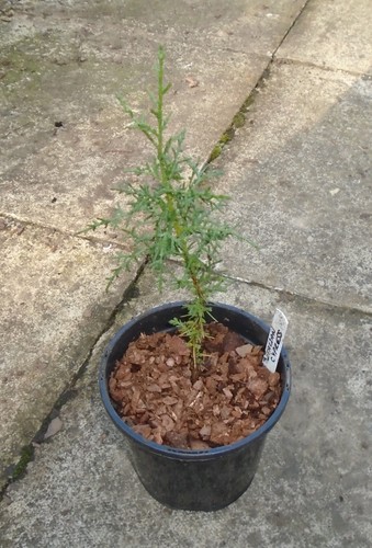Italian cypress conifer tree - cypress,