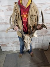Wild 9 Point Whitetail Deer
