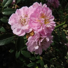 Little Rambler - 5.5lt Potted Repeat Rambling Garden Rose- Pink/Cream - Fragrant