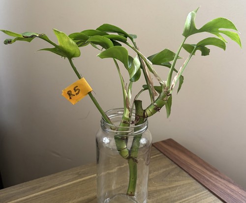 Mini monstera plant - mini,