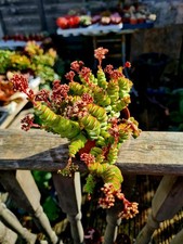 CLEARANCE - Crassula Jade Necklace succulent plant in pot
