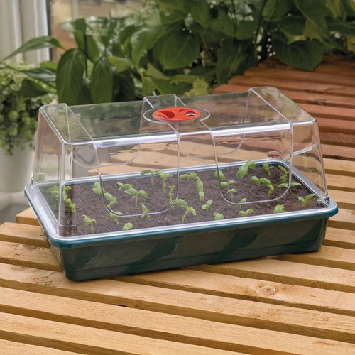 Seed growing propagator - seed, lid
