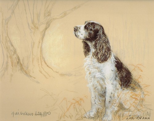 English springer spaniel - b&w,