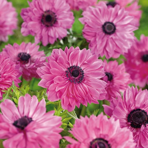 Anemone the admiral s - anemone,