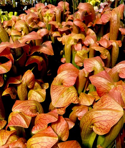 Sarracenia norman parker - x,