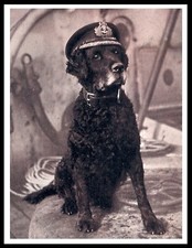 CURLY COATED RETRIEVER WEARING