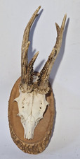Trophy Roebuck Deer Skull with