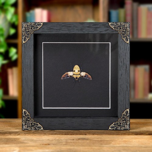 Taxidermy death head bug with - death,