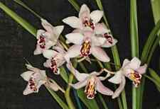 Cymbidium sanderae species