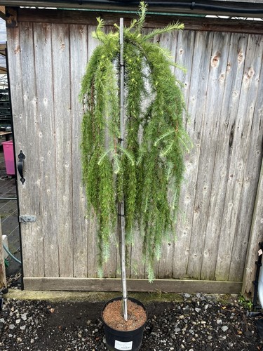 Larix kaempferi stiff - 'stiff, weeper'