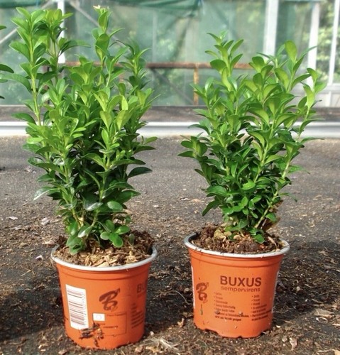 Buxus sempervirens hedging - 2,