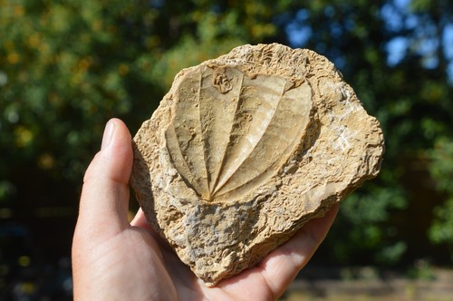 Amazing rare fossil - rare,