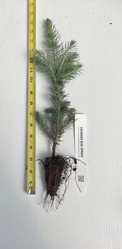 Picea pungens colorado blue - picea,