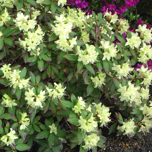 Rhododendron princess anne - rhododendron, anne'