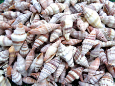 20 X SEA SHELLS NAY NAY 2.5 -