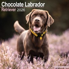 Chocolate Labrador Retriever 2026 Calendar  Square Wall Calendar  Dog Breed Gift
